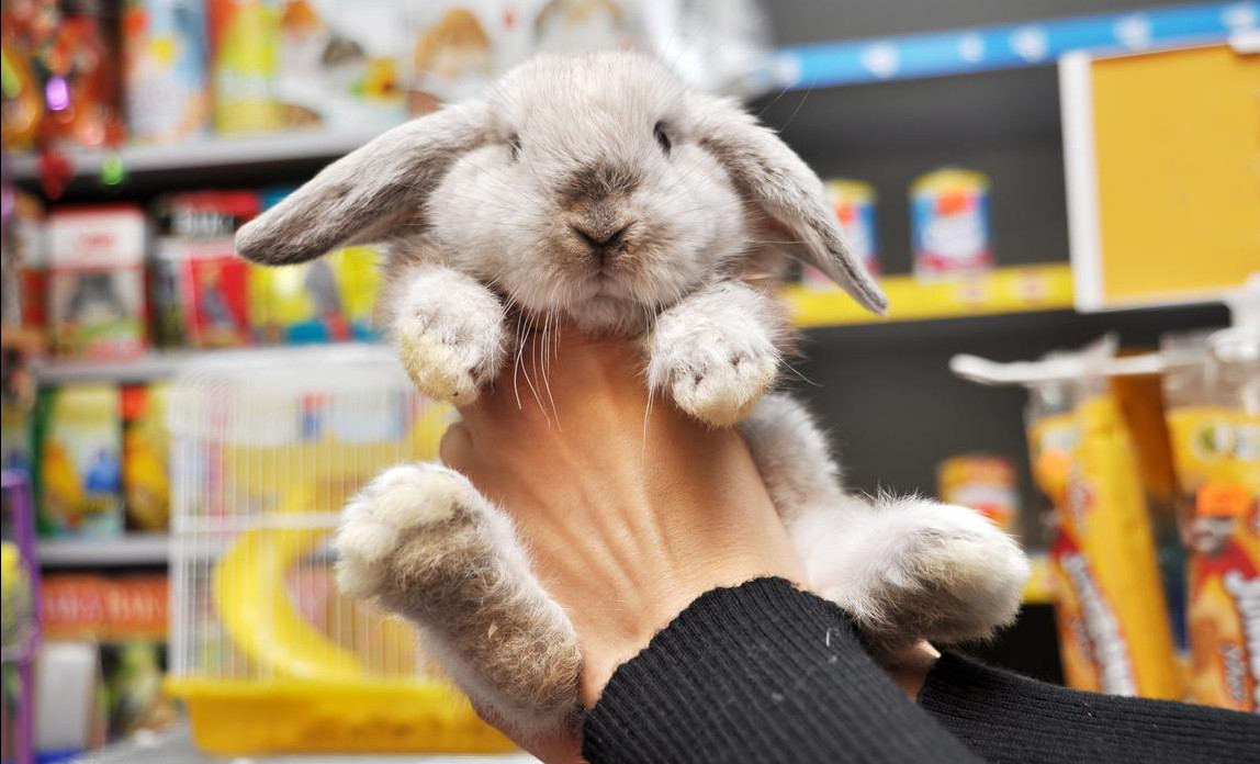 Animal pet discount shop