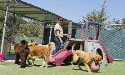 Boarding kennel sector trends Marketing Donut